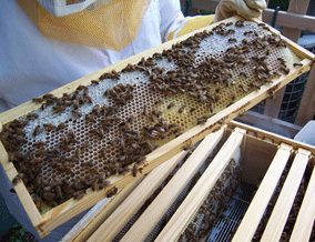 honey frame