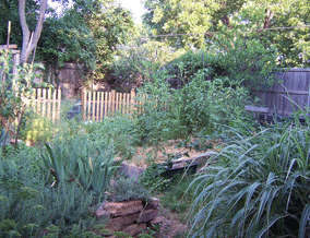 back garden