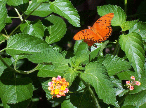 Butterfly and Lantana