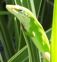 Anole