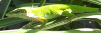 Anole