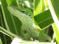 Anole