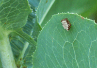Bug Eggs