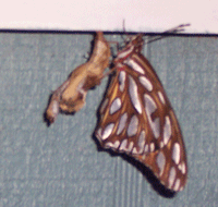 Butterfly Hatching