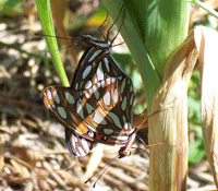 Butterflies