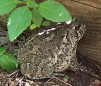 Toad