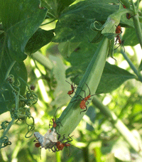 Nymphs