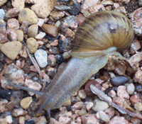 Snail
