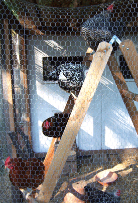 Chickens on Ladder