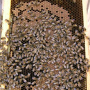 Brood