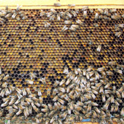 Pollen Frame